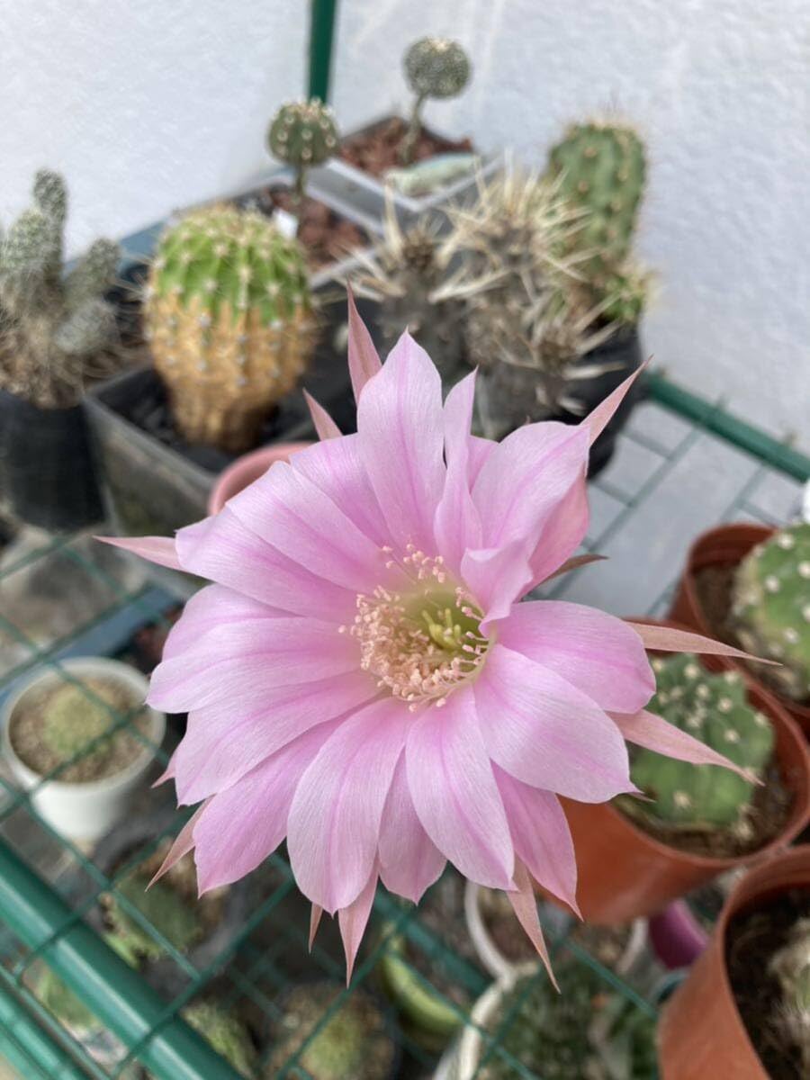 Amazon.co.jp: HUMOR花サボテンエキノプシス属「不明種」」開花球中